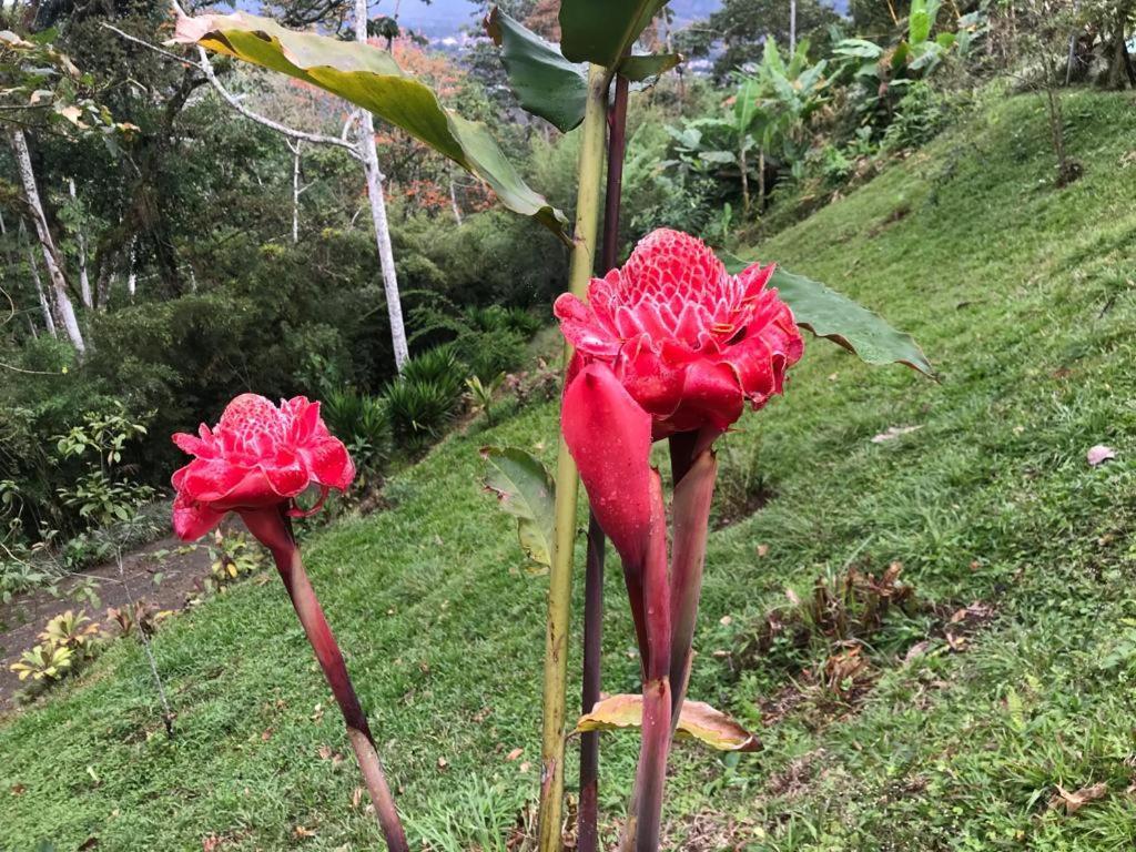 Hotel Green Mountain Turrialba Eksteriør bilde