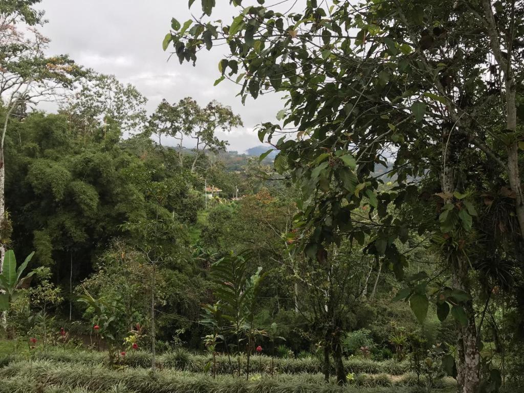 Hotel Green Mountain Turrialba Eksteriør bilde